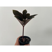 Amorphophallus atroviridis