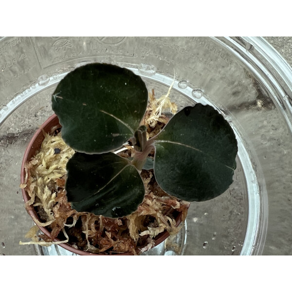 Anoectochilus Black Swan