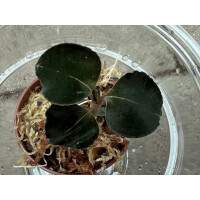 Anoectochilus Black Swan