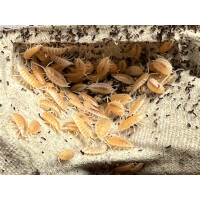 Porcellionides pruinosus lemmon