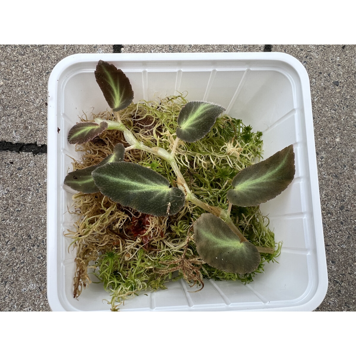 Begonia Thelmae Ableger