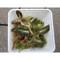 Begonia Thelmae Ableger