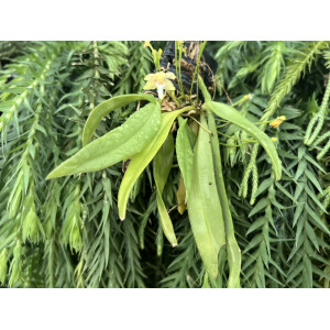 Grosourdya appendiculata