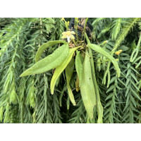 Grosourdya appendiculata