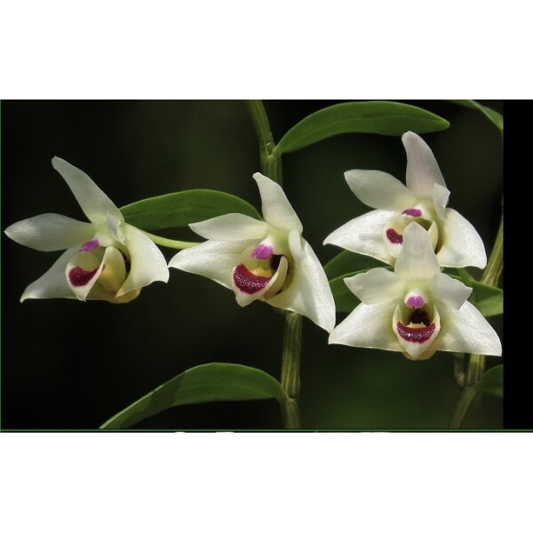Dendrobium guangxiense