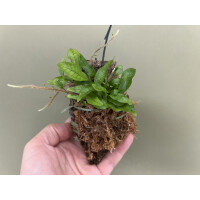 Microgramma lycopodioides aufgebunden