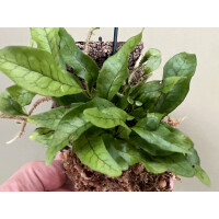 Microgramma lycopodioides aufgebunden