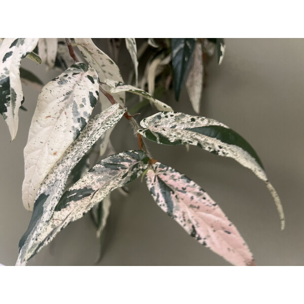 Ficus Sagittata Pink Variegata Ableger