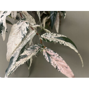 Ficus Sagittata Pink Variegata Ableger