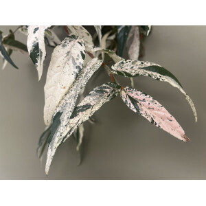 Ficus Sagittata Pink Variegata Ableger