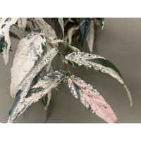 Ficus Sagittata Pink Variegata Ableger