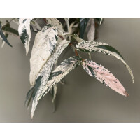 Ficus Sagittata Pink Variegata Ableger