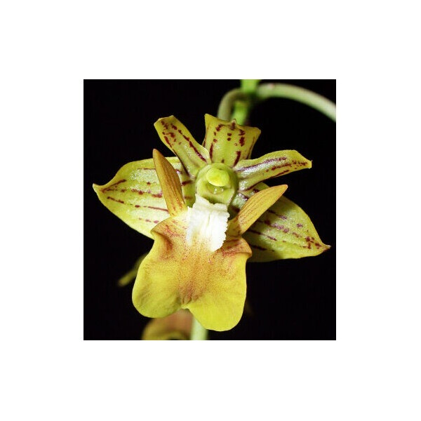 Dendrobium bifalce