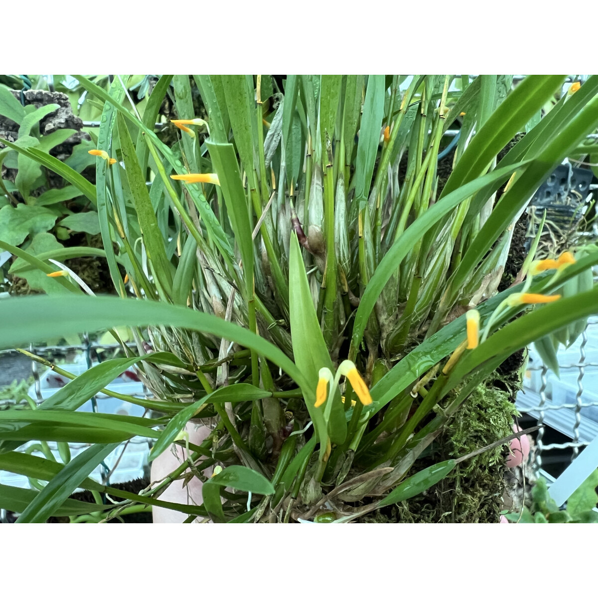 Diplocaulobium nitidicolle