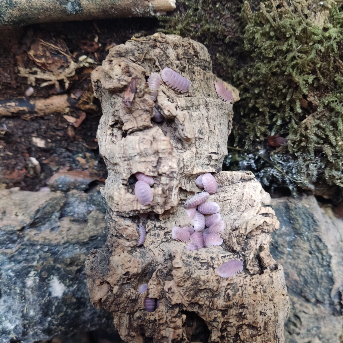 Cubaris cherry blossom