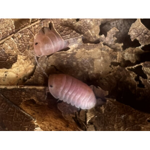 Cubaris cherry blossom