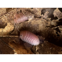 Cubaris cherry blossom