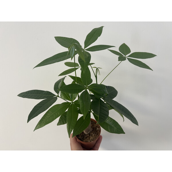 Pachira aquatica Glückskastanie