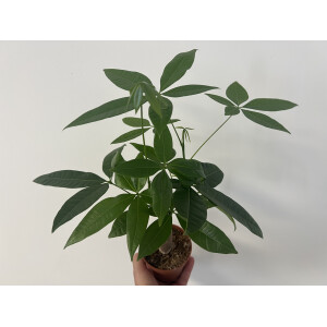 Pachira aquatica Glückskastanie