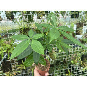 Pachira aquatica Glückskastanie