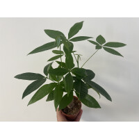 Pachira aquatica Glückskastanie