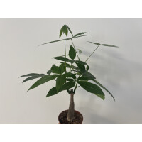 Pachira aquatica Glückskastanie