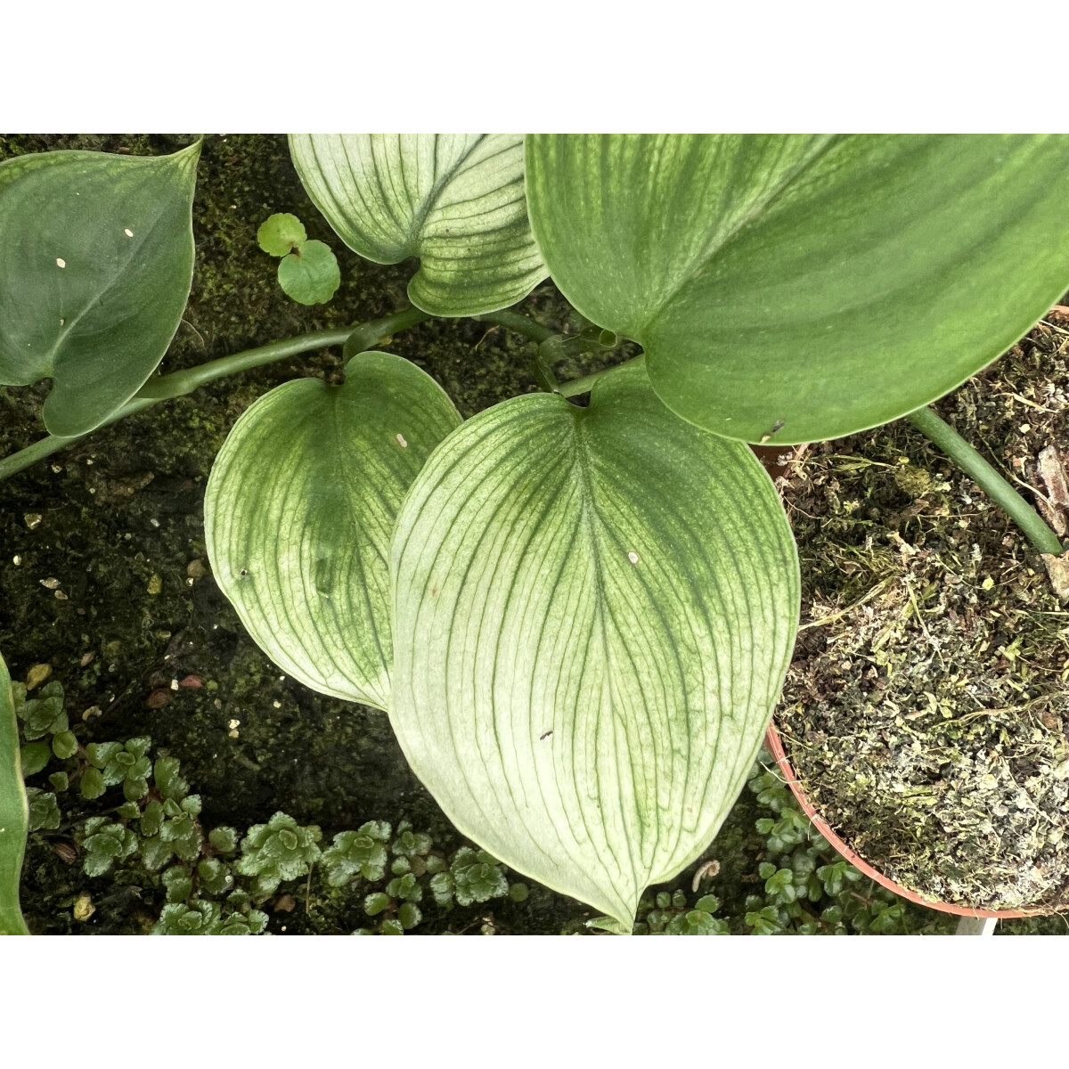 Scindapsus ‘White Monster’ Ableger