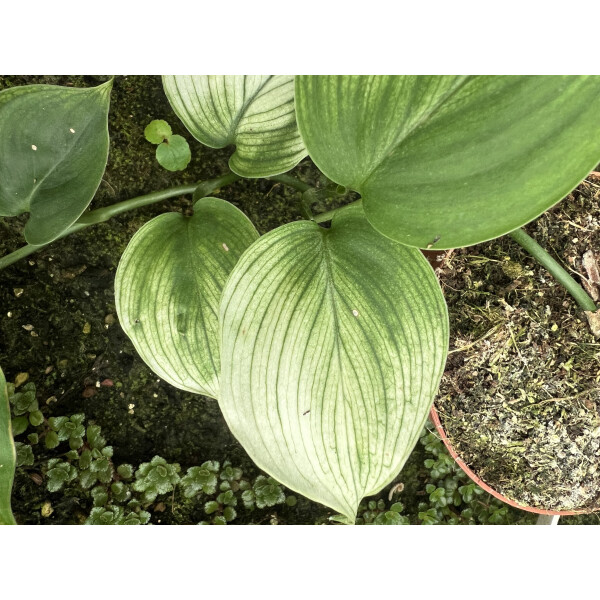 Scindapsus ‘White Monster’ Ableger
