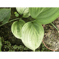 Scindapsus ‘White Monster’ Ableger