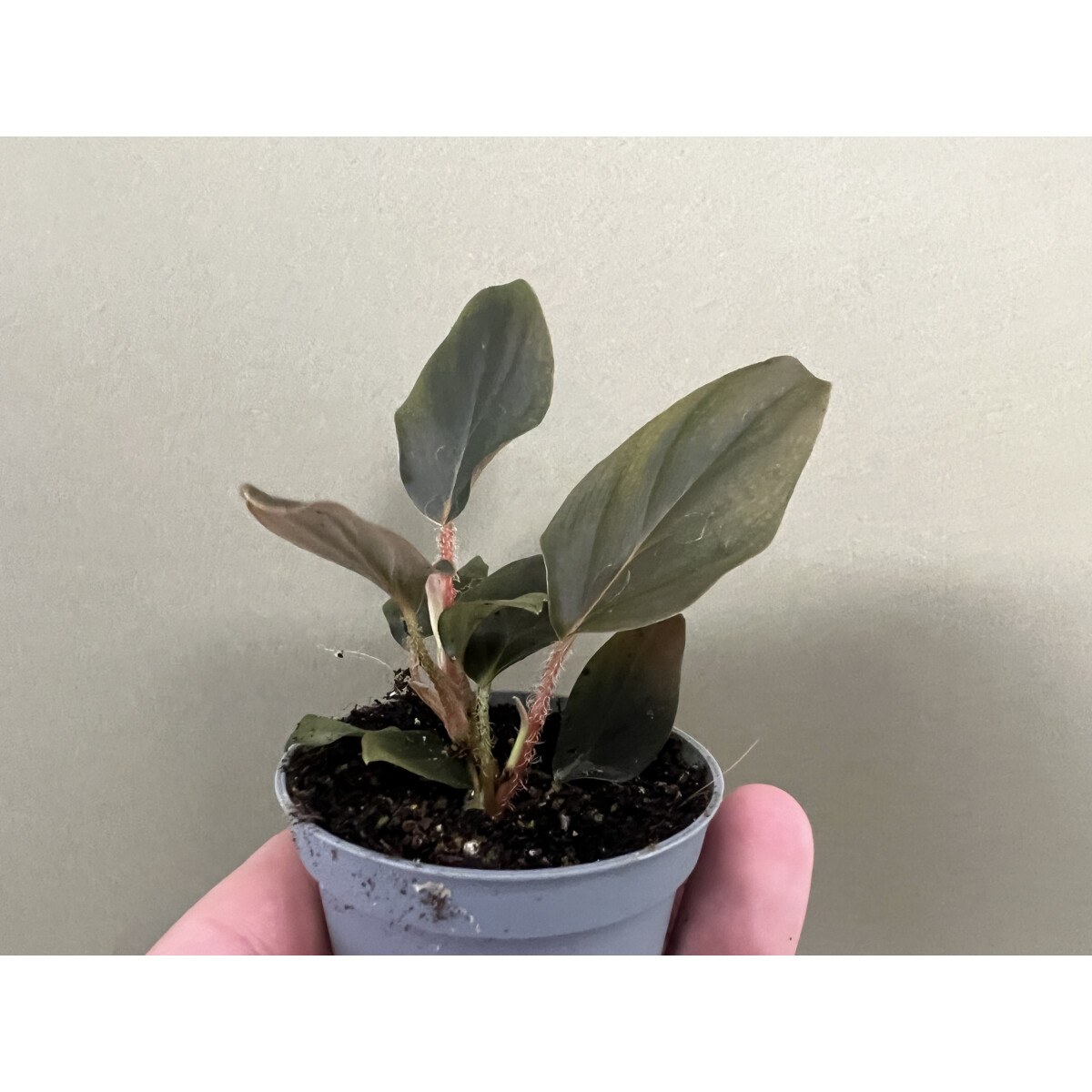 Philodendron Squamiferum x Serpens Babyplant