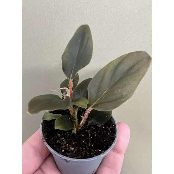 Philodendron Squamiferum x Serpens Babyplant, 12,90