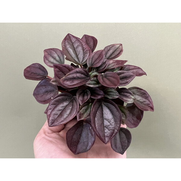 Peperomia Caperata Cayenne