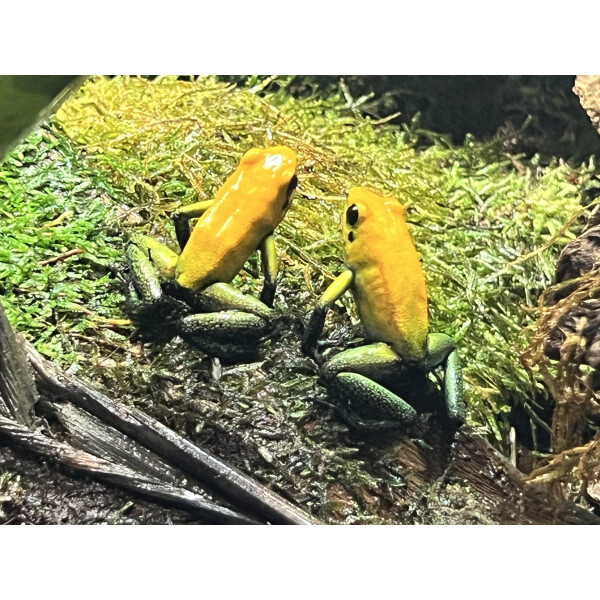 Phyllobates bicolor "Uraba" Pärchen