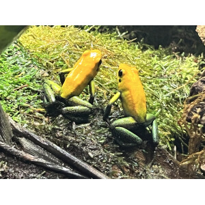 Phyllobates bicolor "Uraba" Pärchen