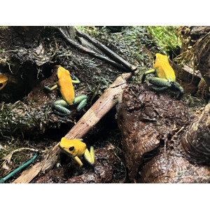 Phyllobates bicolor "Uraba" Pärchen