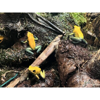 Phyllobates bicolor "Uraba" Pärchen