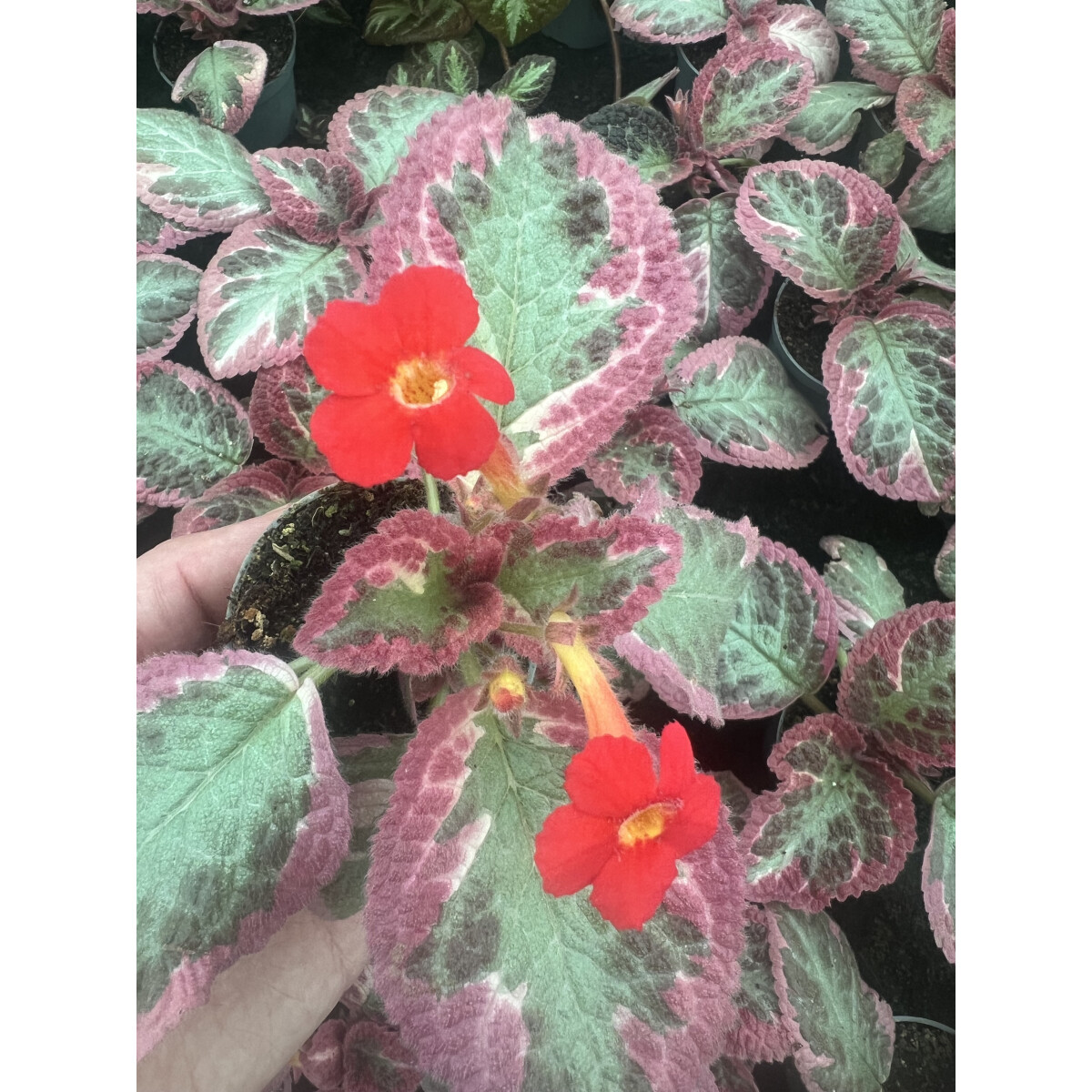 Episcia cupreata Pink