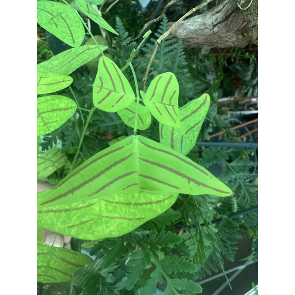 Christia obcordata Schmetterlingspflanze