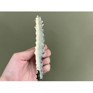 Euphorbia lactea White Ghost Ableger