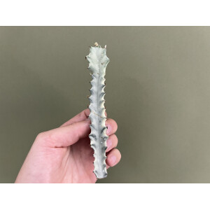 Euphorbia lactea White Ghost Ableger