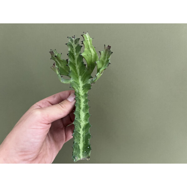 Euphorbia lactea compacta Ableger