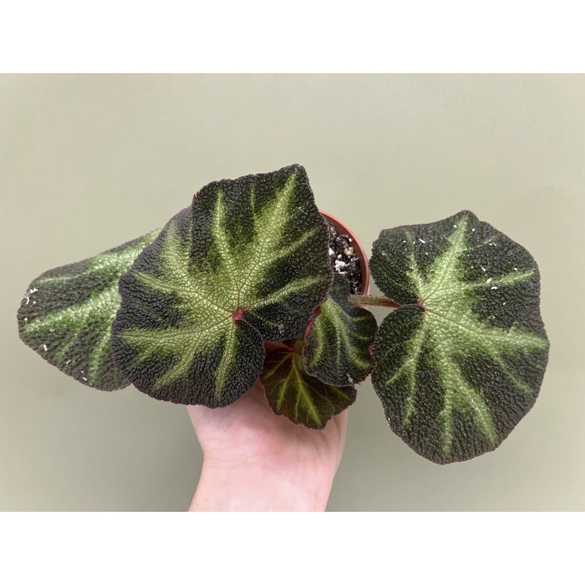 Begonia soli-mutata variegata