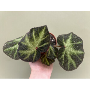 Begonia soli-mutata variegata