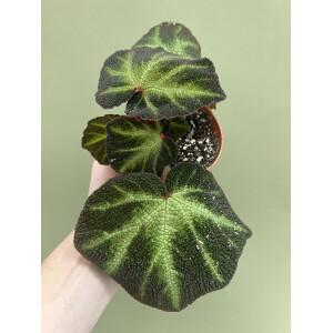 Begonia soli-mutata variegata