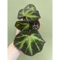 Begonia soli-mutata variegata