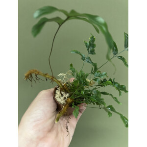 Davallia pentaphylla NEU