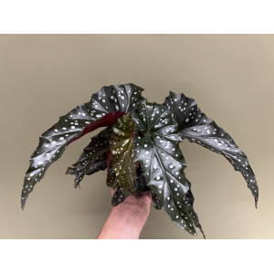 Begonia macculata Black Forest