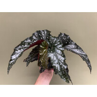 Begonia macculata Black Forest