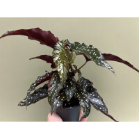 Begonia macculata Black Forest