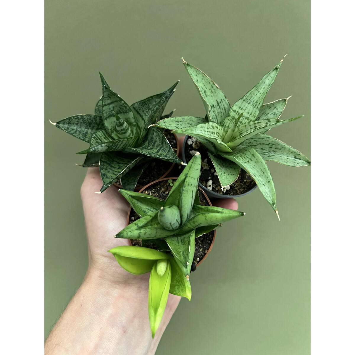 Angebot Rare Sansevieria Mix